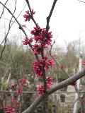 Appalachian Redbud / Cercis canadensis 